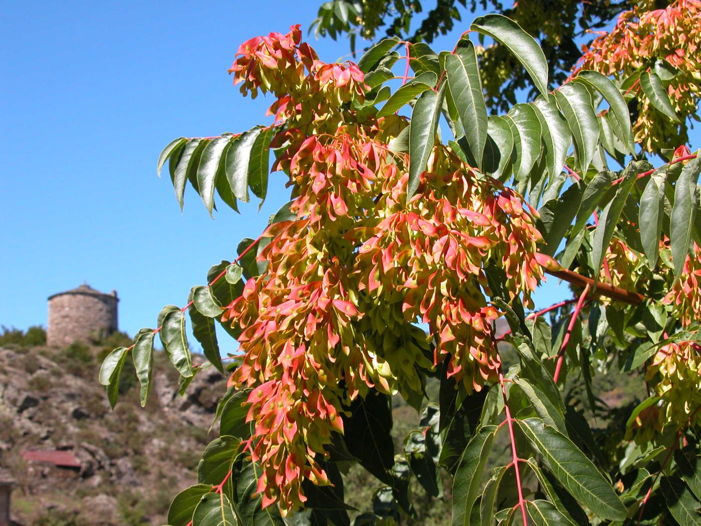 Tree of Heaven fruit